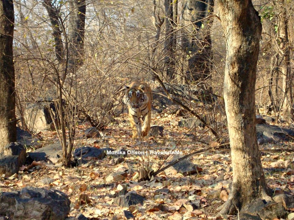 Photo of Looking for the ‘Bengal Tigers’ in Ranthambore National Park by TravelerInMe