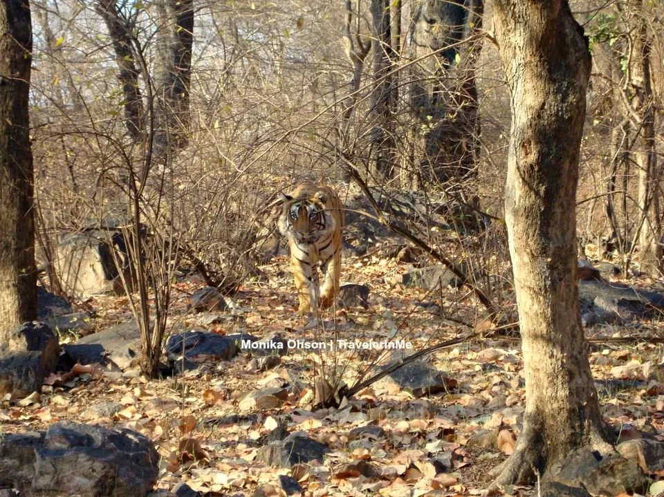 Photo of Looking for the ‘Bengal Tigers’ in Ranthambore National Park by TravelerInMe