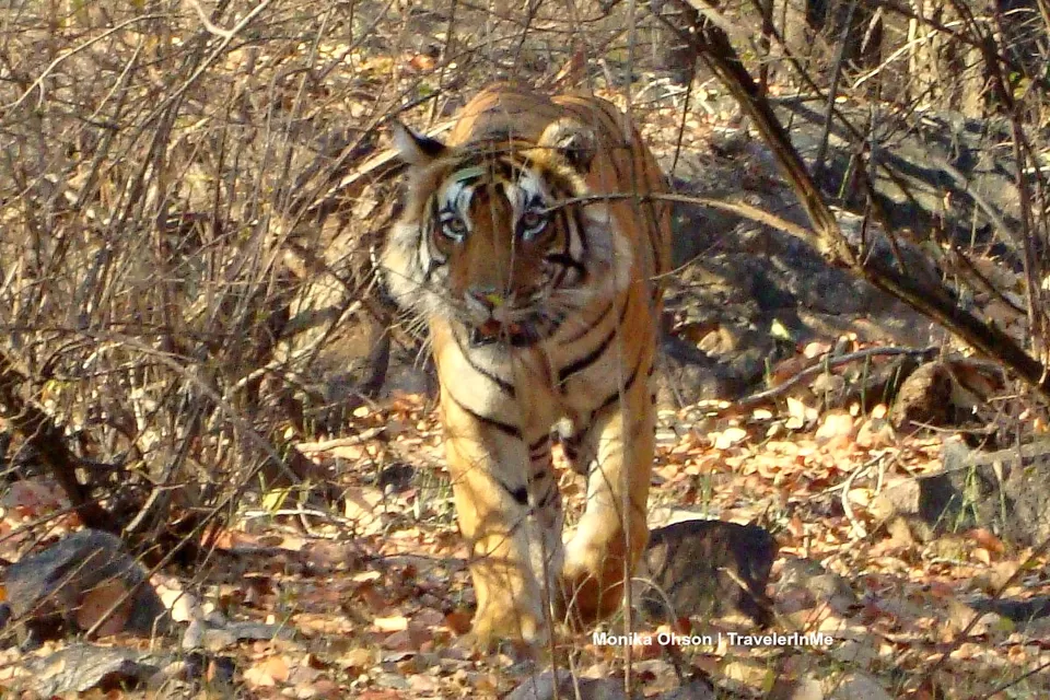 Photo of Looking for the ‘Bengal Tigers’ in Ranthambore National Park by TravelerInMe
