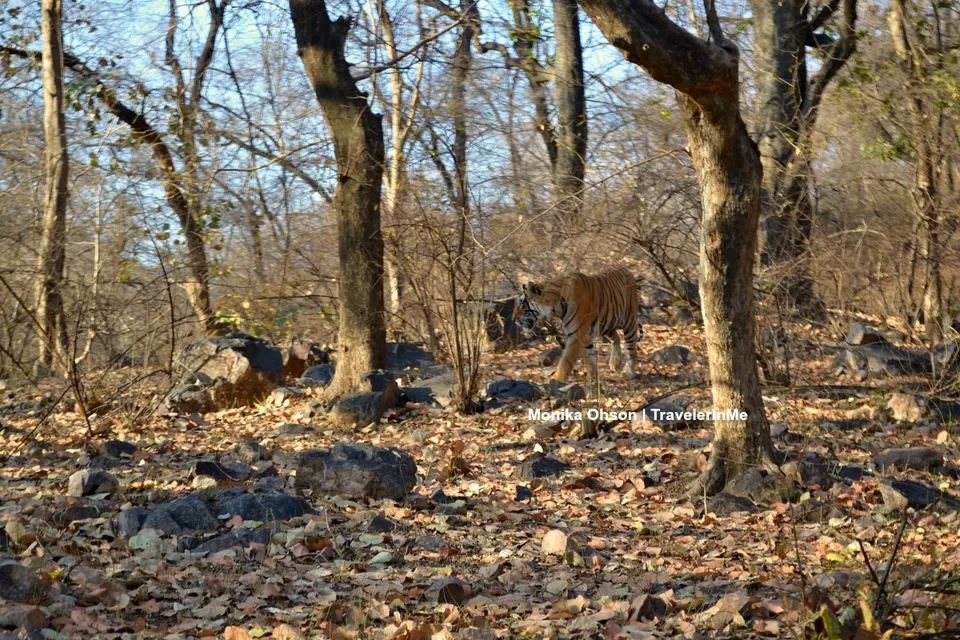 Photo of Looking for the ‘Bengal Tigers’ in Ranthambore National Park by TravelerInMe