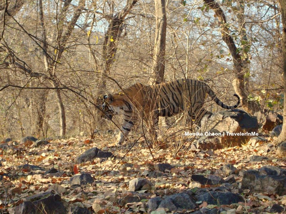 Photo of Looking for the ‘Bengal Tigers’ in Ranthambore National Park by TravelerInMe