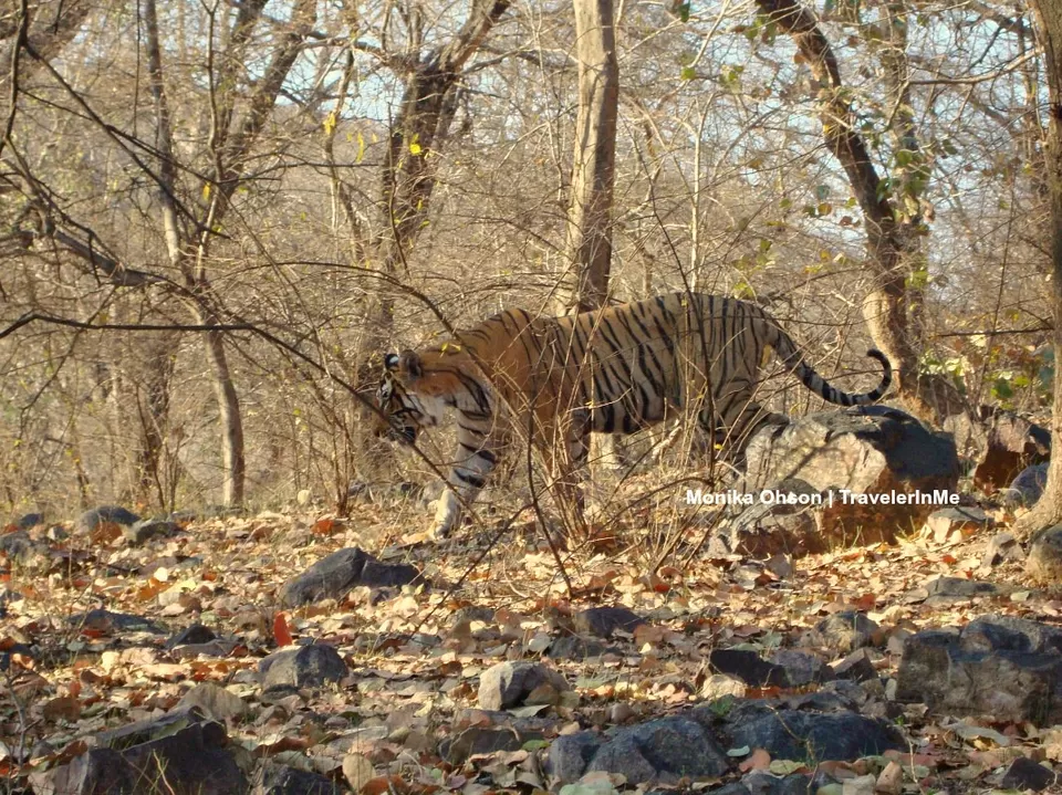 Photo of Looking for the ‘Bengal Tigers’ in Ranthambore National Park by TravelerInMe