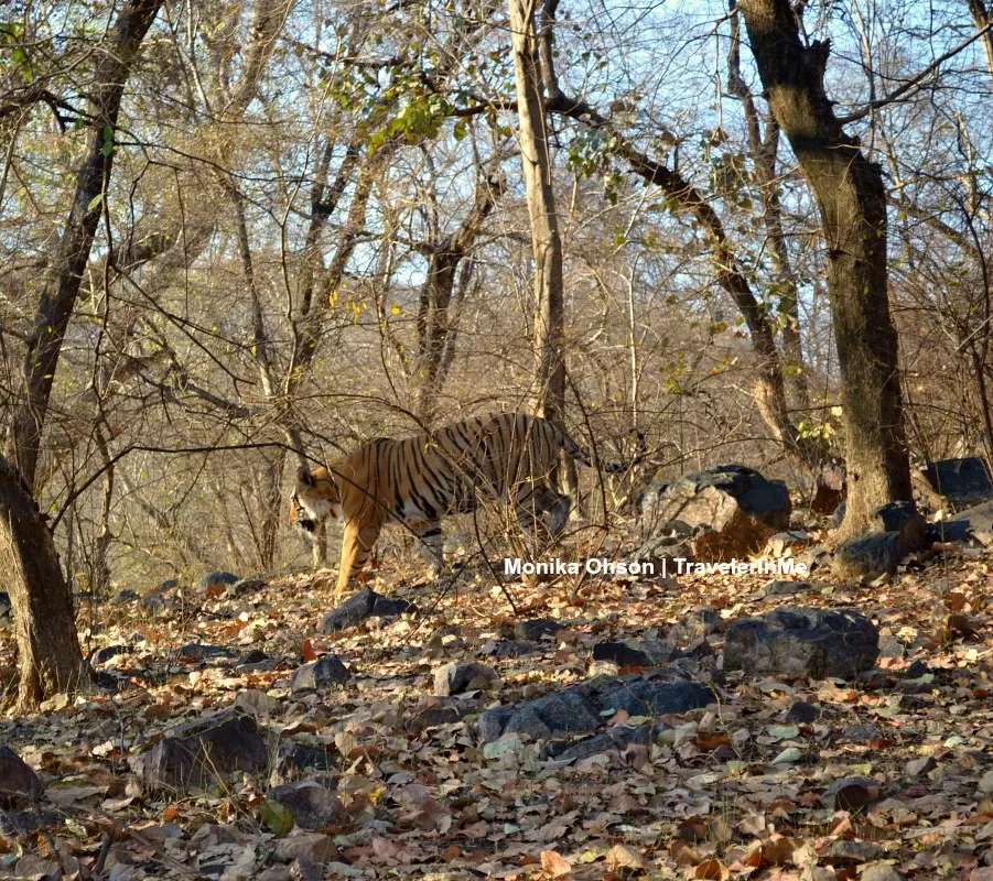Photo of Looking for the ‘Bengal Tigers’ in Ranthambore National Park by TravelerInMe