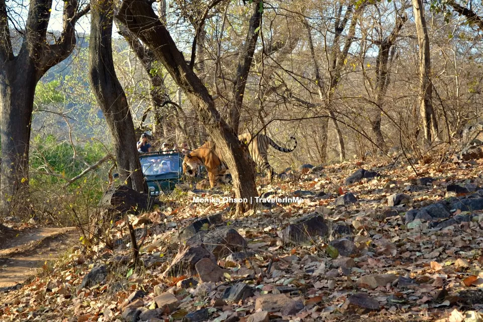 Photo of Looking for the ‘Bengal Tigers’ in Ranthambore National Park by TravelerInMe