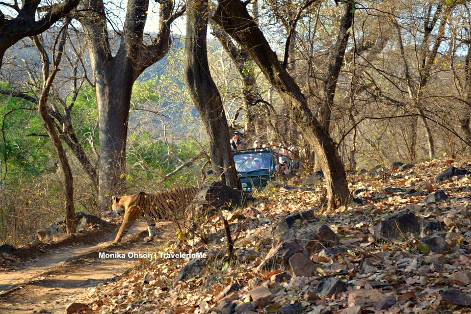 Photo of Looking for the ‘Bengal Tigers’ in Ranthambore National Park by TravelerInMe