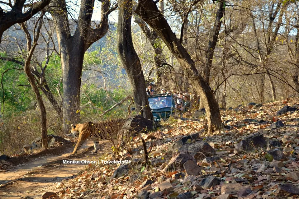 Photo of Looking for the ‘Bengal Tigers’ in Ranthambore National Park by TravelerInMe