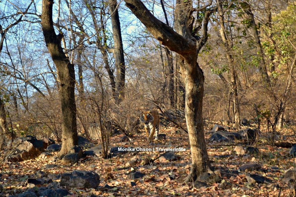 Photo of Looking for the ‘Bengal Tigers’ in Ranthambore National Park by TravelerInMe