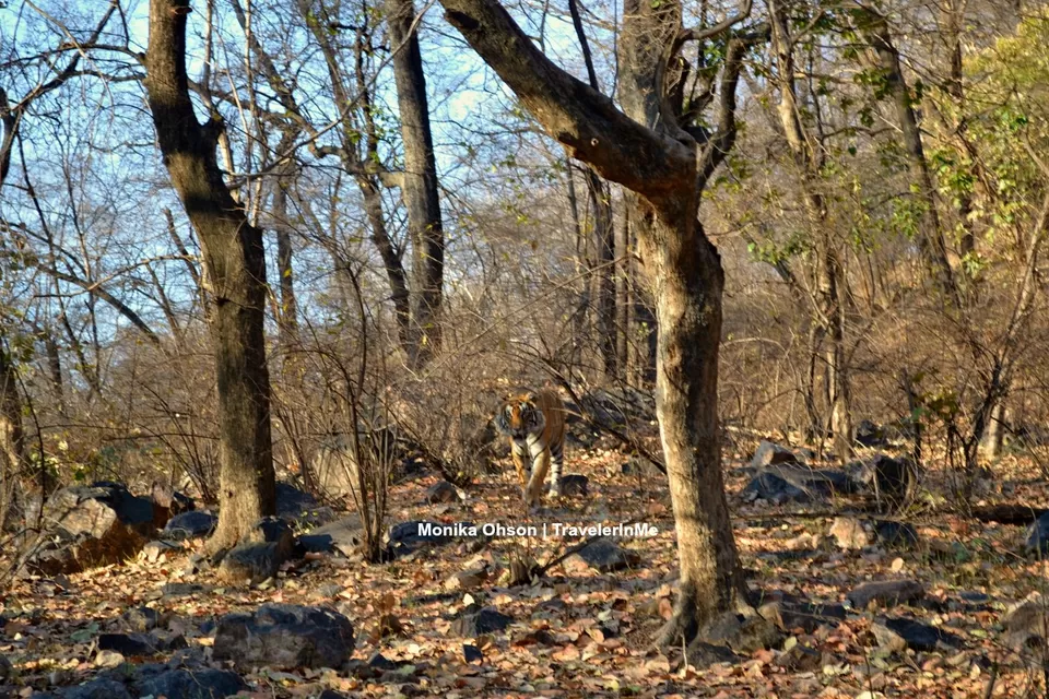 Photo of Looking for the ‘Bengal Tigers’ in Ranthambore National Park by TravelerInMe