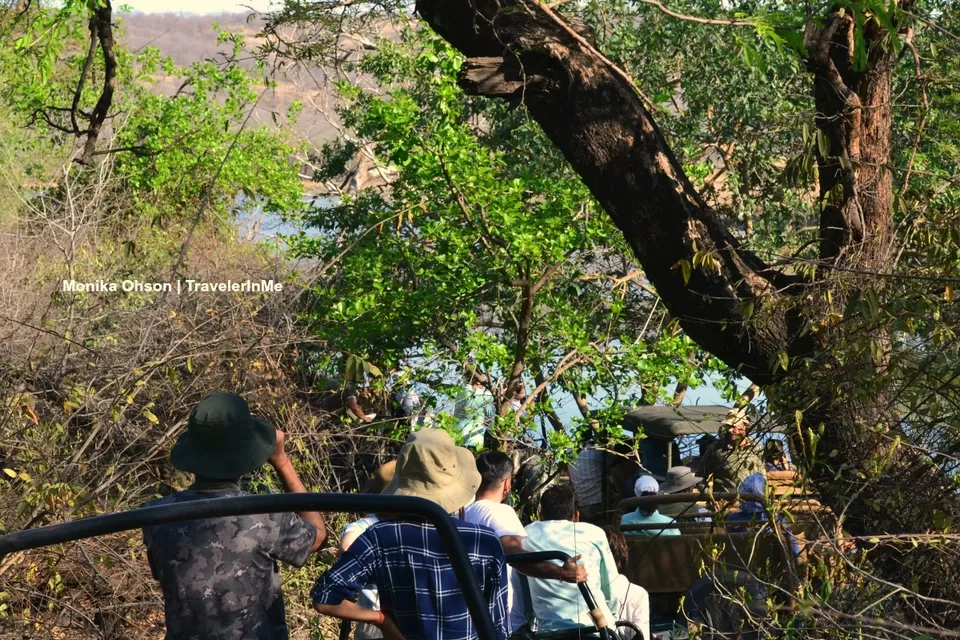 Photo of Looking for the ‘Bengal Tigers’ in Ranthambore National Park by TravelerInMe