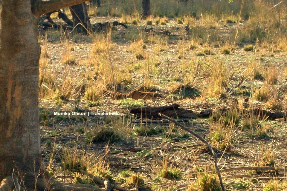 Photo of Looking for the ‘Bengal Tigers’ in Ranthambore National Park by TravelerInMe