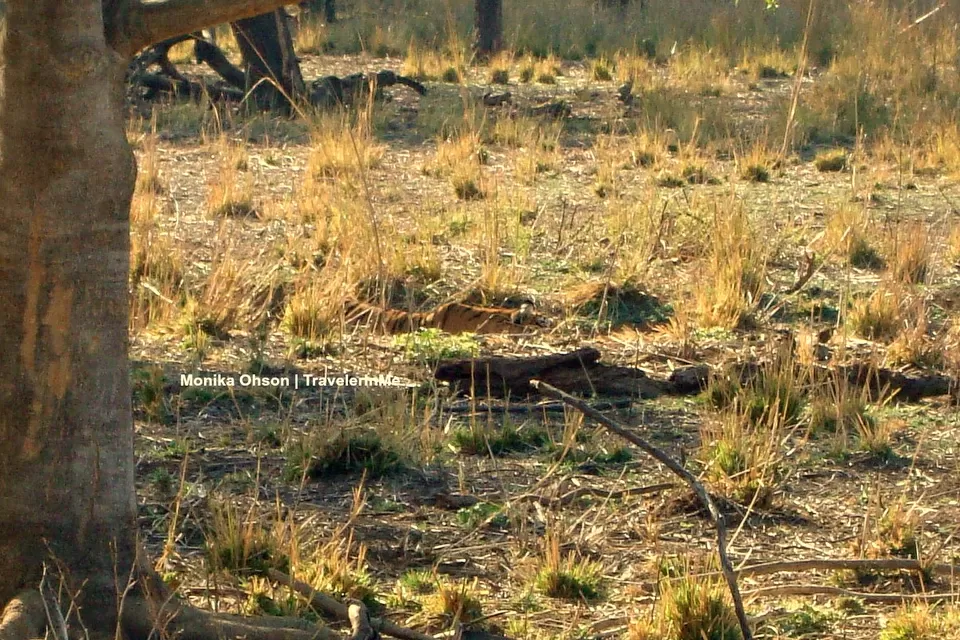 Photo of Looking for the ‘Bengal Tigers’ in Ranthambore National Park by TravelerInMe
