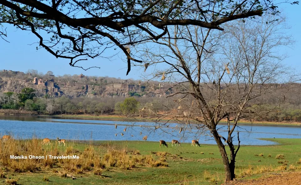 Photo of Looking for the ‘Bengal Tigers’ in Ranthambore National Park by TravelerInMe