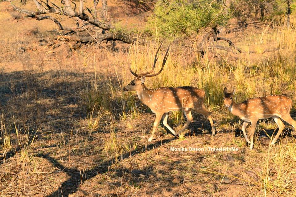 Photo of Looking for the ‘Bengal Tigers’ in Ranthambore National Park by TravelerInMe