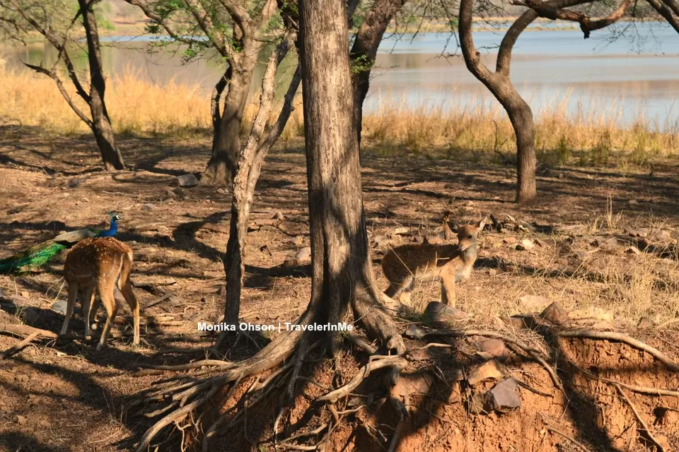 Photo of Looking for the ‘Bengal Tigers’ in Ranthambore National Park by TravelerInMe