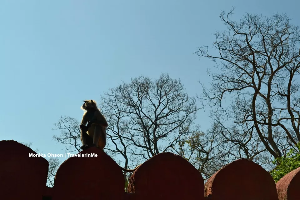 Photo of Looking for the ‘Bengal Tigers’ in Ranthambore National Park by TravelerInMe