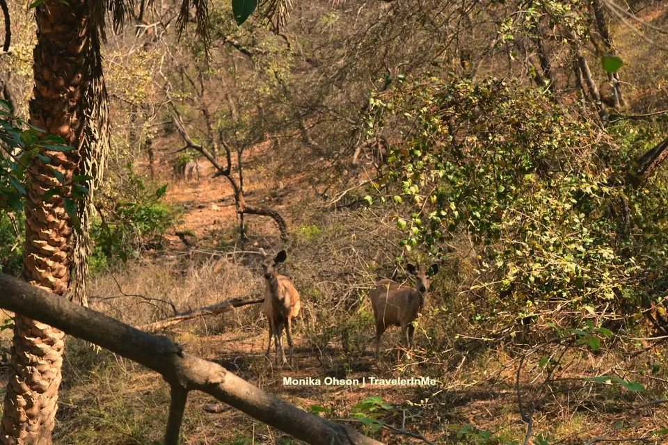 Photo of Looking for the ‘Bengal Tigers’ in Ranthambore National Park by TravelerInMe