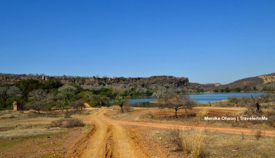 Photo of Looking for the ‘Bengal Tigers’ in Ranthambore National Park by TravelerInMe