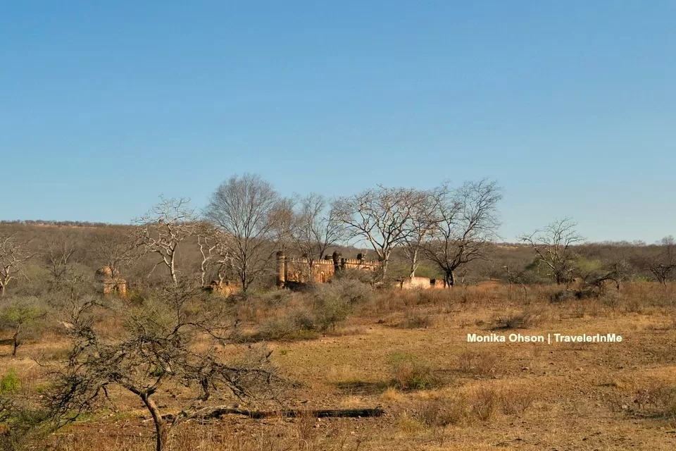 Photo of Looking for the ‘Bengal Tigers’ in Ranthambore National Park by TravelerInMe