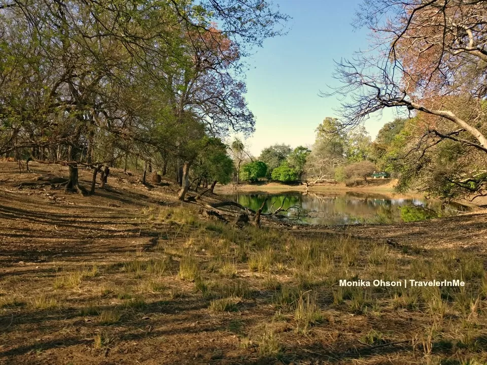 Photo of Looking for the ‘Bengal Tigers’ in Ranthambore National Park by TravelerInMe