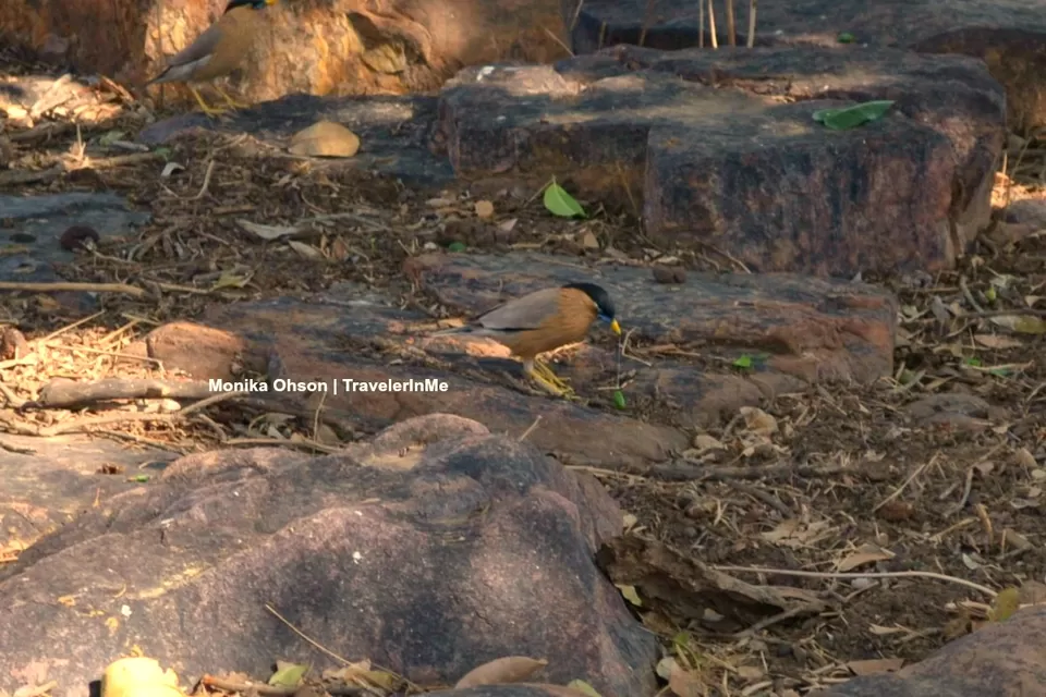 Photo of Looking for the ‘Bengal Tigers’ in Ranthambore National Park by TravelerInMe