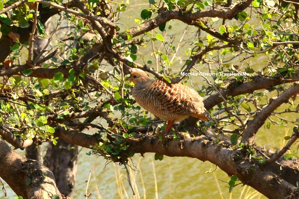 Photo of Looking for the ‘Bengal Tigers’ in Ranthambore National Park by TravelerInMe