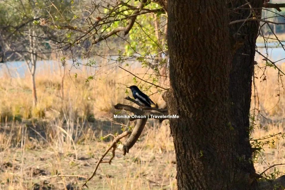Photo of Looking for the ‘Bengal Tigers’ in Ranthambore National Park by TravelerInMe