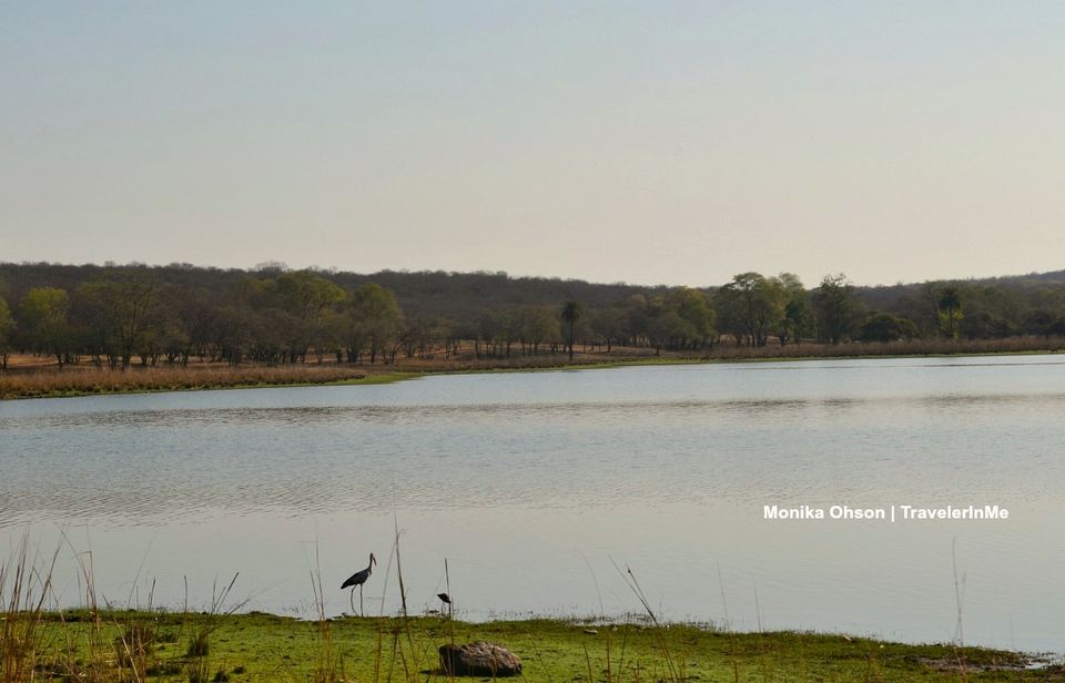 Photo of Looking for the ‘Bengal Tigers’ in Ranthambore National Park by TravelerInMe