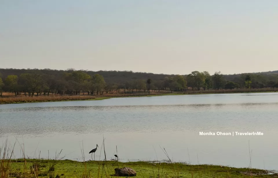 Photo of Looking for the ‘Bengal Tigers’ in Ranthambore National Park by TravelerInMe