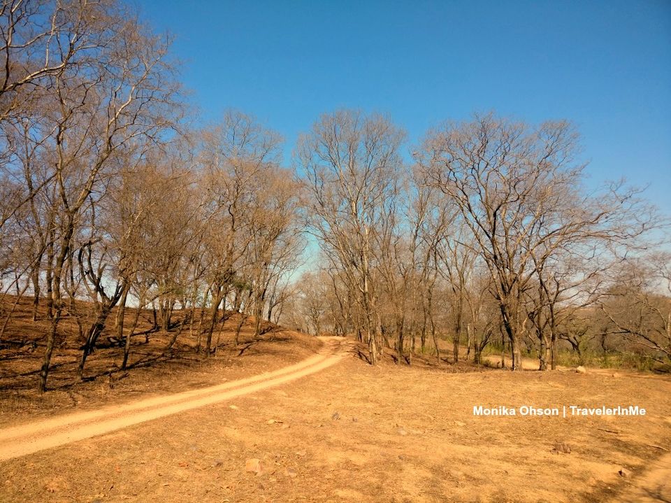 Photo of Looking for the ‘Bengal Tigers’ in Ranthambore National Park by TravelerInMe