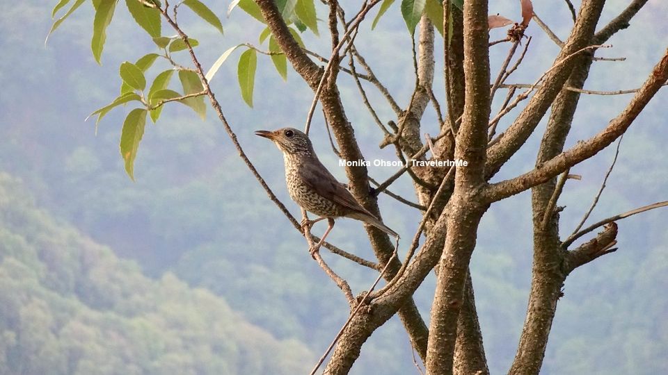 Photo of Pangot – A Birding Paradise! by TravelerInMe