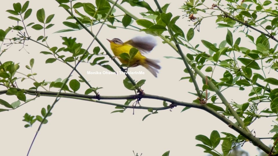 Photo of Pangot – A Birding Paradise! by TravelerInMe