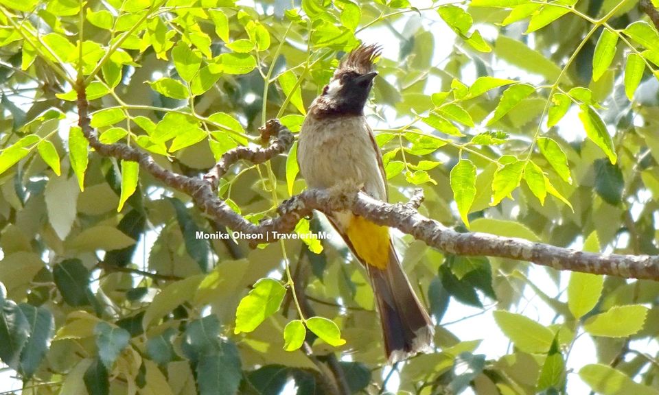 Photo of Pangot – A Birding Paradise! by TravelerInMe