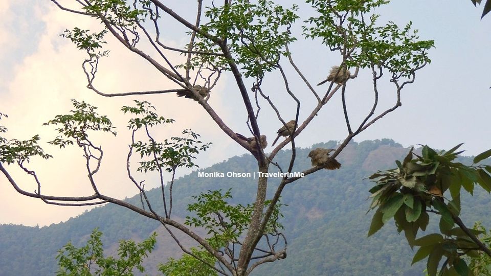 Photo of Pangot – A Birding Paradise! by TravelerInMe