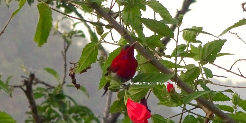 Photo of Pangot – A Birding Paradise! by TravelerInMe
