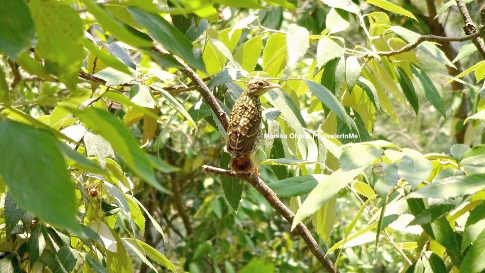 Photo of Pangot – A Birding Paradise! by TravelerInMe