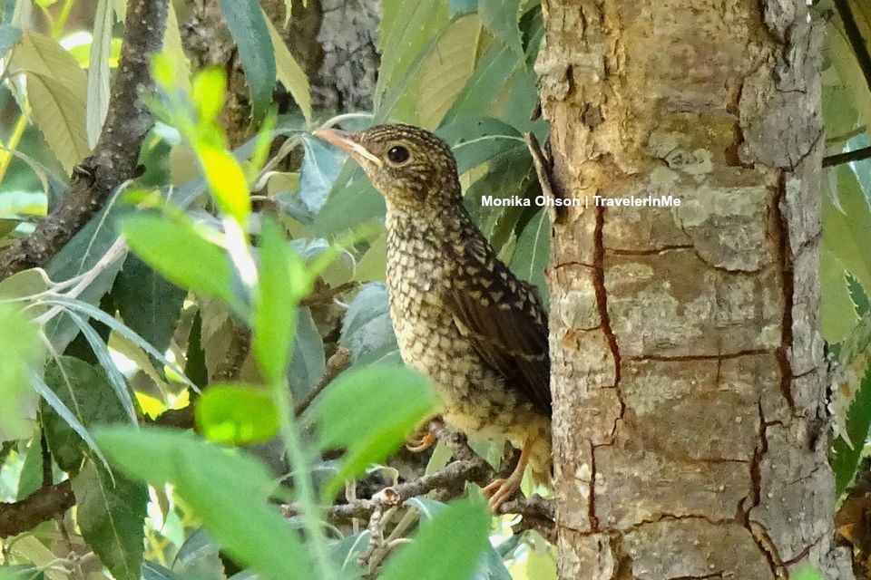 Photo of Pangot – A Birding Paradise! by TravelerInMe