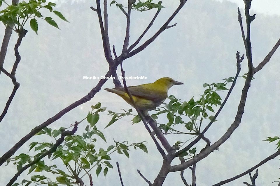 Photo of Pangot – A Birding Paradise! by TravelerInMe