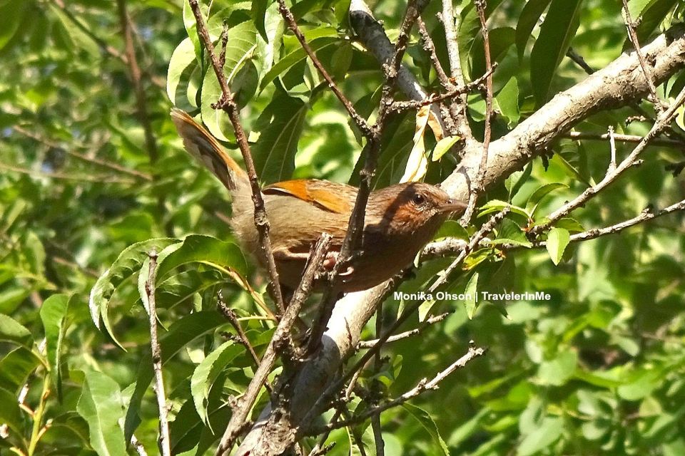 Photo of Pangot – A Birding Paradise! by TravelerInMe