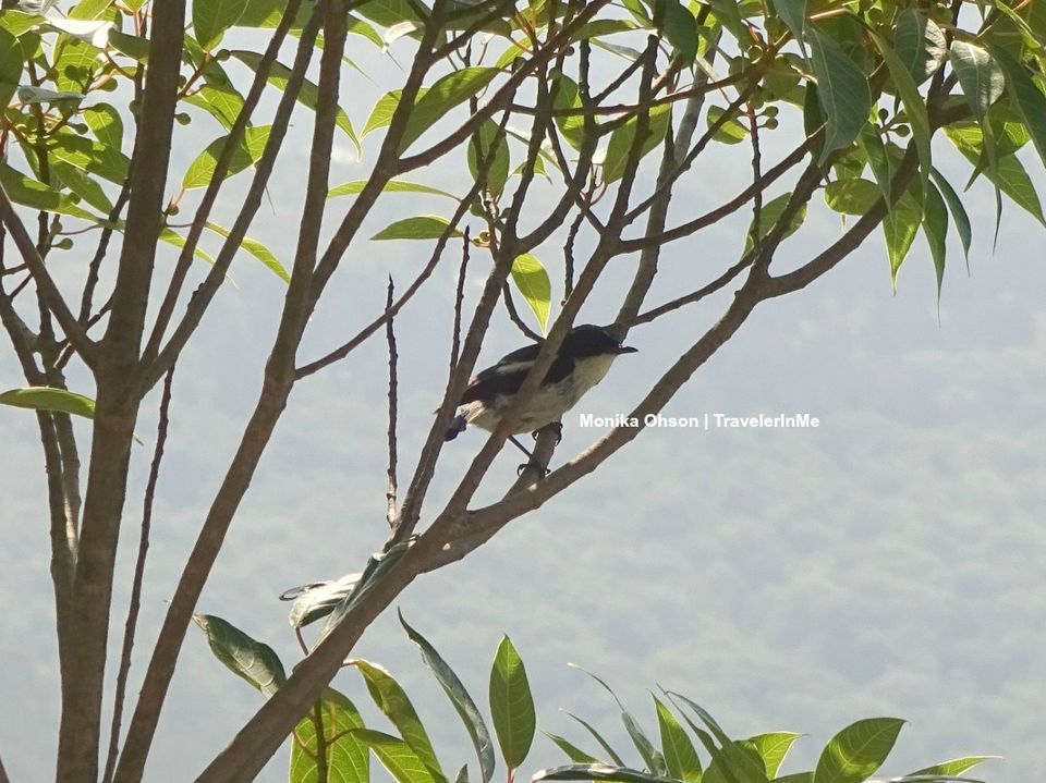 Photo of Pangot – A Birding Paradise! by TravelerInMe