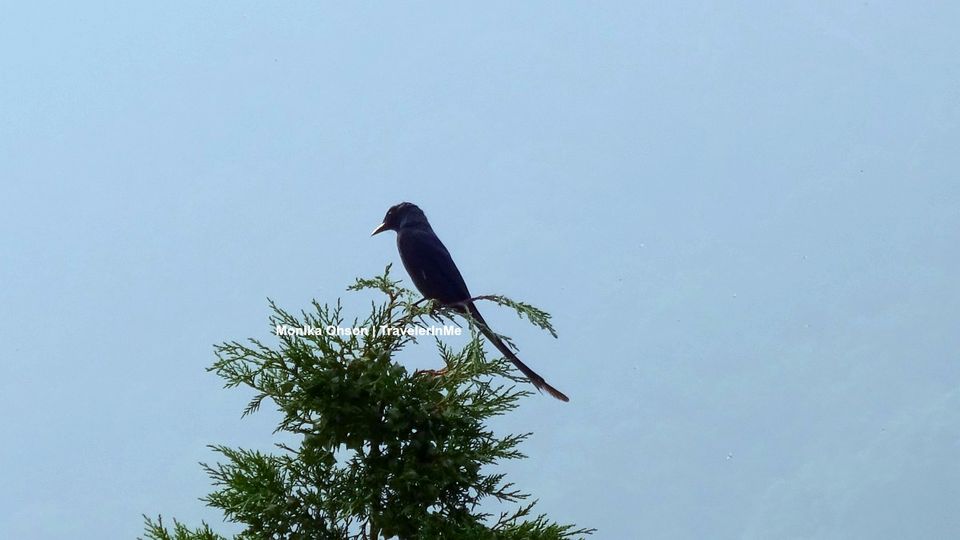 Photo of Pangot – A Birding Paradise! by TravelerInMe