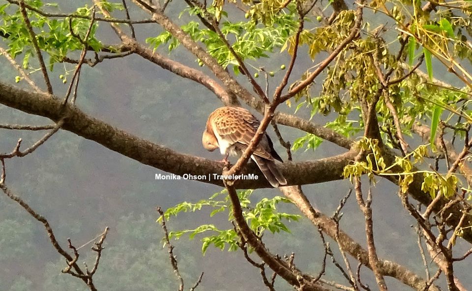 Photo of Pangot – A Birding Paradise! by TravelerInMe