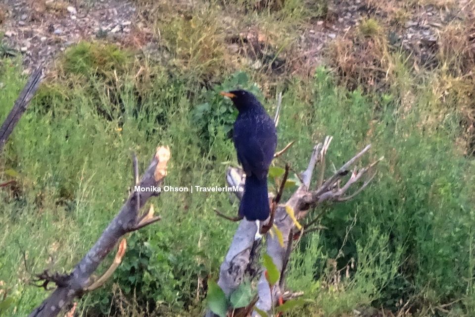 Photo of Pangot – A Birding Paradise! by TravelerInMe