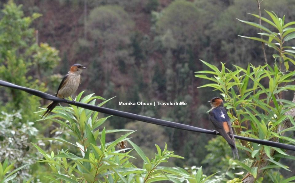 Photo of Pangot – A Birding Paradise! by TravelerInMe