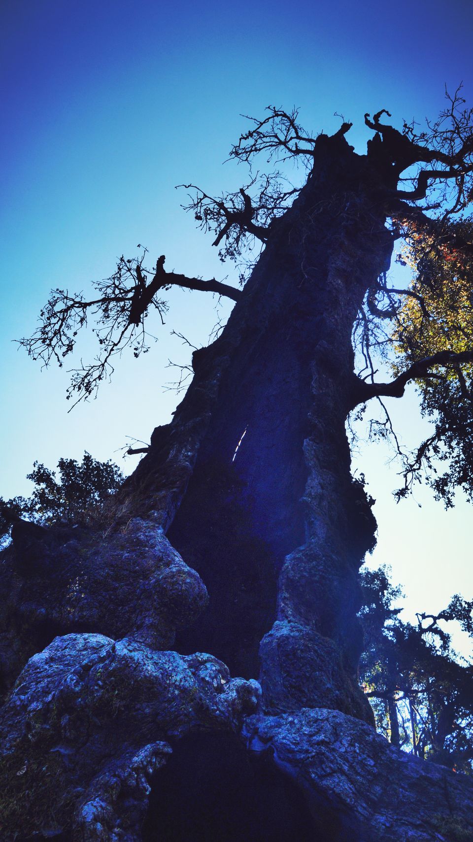 Photo of Journey To Serpents Peak - Nag Tibba, Uttrarakhand by Aashish Shitole