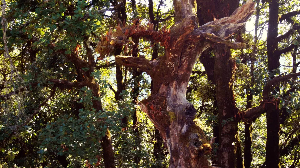 Photo of Adventure Ganga River, Rishikesh, Uttarakhand, India by Aashu_Wanderlust