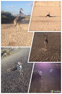 Photo of Sir bani island UAE...A perfect Wild life gateway 7/9 by Saurabh Nandwani