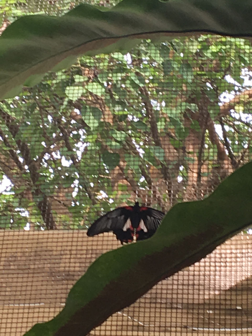 Photo of 5 DAYS IN SINGAPORE by Shubhangi Jain