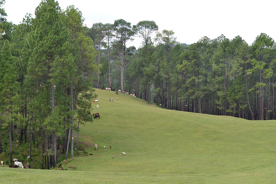 Photo of Ranikhet : Best Weekend Getaway To Have A Break From Your Hectic Schedule. by Sachin Chausali