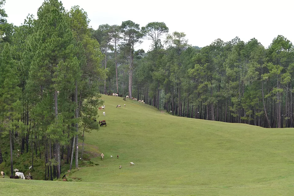 Photo of Ranikhet : Best Weekend Getaway To Have A Break From Your Hectic Schedule. by Sachin Chausali