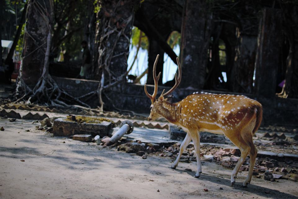 Photo of Port Blair, Andaman and Nicobar Islands, India by Simmy Midukkan
